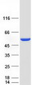 PGD Protein - Purified recombinant protein PGD was analyzed by SDS-PAGE gel and Coomassie Blue Staining