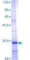 PGES / PTGES Protein - 12.5% SDS-PAGE Stained with Coomassie Blue.
