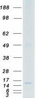 PGES / PTGES Protein - Purified recombinant protein PTGES was analyzed by SDS-PAGE gel and Coomassie Blue Staining