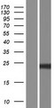 PGF / PLGF Protein - Western validation with an anti-DDK antibody * L: Control HEK293 lysate R: Over-expression lysate