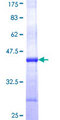 PGGT1B Protein - 12.5% SDS-PAGE Stained with Coomassie Blue