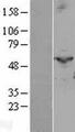 PGIS / PTGIS Protein - Western validation with an anti-DDK antibody * L: Control HEK293 lysate R: Over-expression lysate