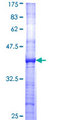 PGIS / PTGIS Protein - 12.5% SDS-PAGE Stained with Coomassie Blue.