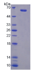 PGIS / PTGIS Protein - Recombinant  Prostaglandin I Synthase By SDS-PAGE