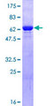 PGK1 / Phosphoglycerate Kinase Protein - 12.5% SDS-PAGE of human PGK1 stained with Coomassie Blue