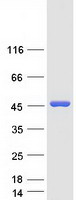 PGK1 / Phosphoglycerate Kinase Protein - Purified recombinant protein PGK1 was analyzed by SDS-PAGE gel and Coomassie Blue Staining