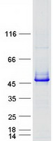 PGK2 Protein - Purified recombinant protein PGK2 was analyzed by SDS-PAGE gel and Coomassie Blue Staining