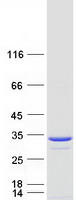 PGLS / 6PGL Protein - Purified recombinant protein PGLS was analyzed by SDS-PAGE gel and Coomassie Blue Staining