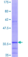PGLYRP1 / PGRP Protein - 12.5% SDS-PAGE Stained with Coomassie Blue.
