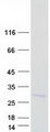 PGLYRP1 / PGRP Protein - Purified recombinant protein PGLYRP1 was analyzed by SDS-PAGE gel and Coomassie Blue Staining