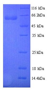 PGLYRP2 Protein