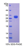 PGLYRP2 Protein - Recombinant Peptidoglycan Recognition Protein 2 (PGLYRP2) by SDS-PAGE