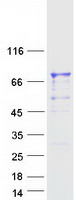 PGLYRP2 Protein - Purified recombinant protein PGLYRP2 was analyzed by SDS-PAGE gel and Coomassie Blue Staining