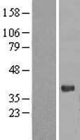 PGLYRP3 Protein - Western validation with an anti-DDK antibody * L: Control HEK293 lysate R: Over-expression lysate