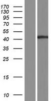 PGLYRP4 Protein - Western validation with an anti-DDK antibody * L: Control HEK293 lysate R: Over-expression lysate