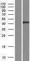 PGLYRP4 Protein - Western validation with an anti-DDK antibody * L: Control HEK293 lysate R: Over-expression lysate