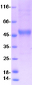 PGLYRP4 Protein - Purified recombinant protein PGLYRP4 was analyzed by SDS-PAGE gel and Coomassie Blue Staining