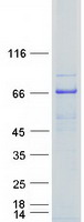 PGM3 Protein - Purified recombinant protein PGM3 was analyzed by SDS-PAGE gel and Coomassie Blue Staining