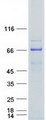 PGM3 Protein - Purified recombinant protein PGM3 was analyzed by SDS-PAGE gel and Coomassie Blue Staining