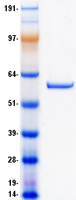 PGM5 / Aciculin Protein - Purified recombinant protein PGM5 was analyzed by SDS-PAGE gel and Coomassie Blue Staining