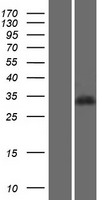 PGP Protein - Western validation with an anti-DDK antibody * L: Control HEK293 lysate R: Over-expression lysate