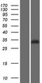 PGP Protein - Western validation with an anti-DDK antibody * L: Control HEK293 lysate R: Over-expression lysate