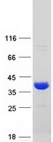 PGP Protein - Purified recombinant protein PGP was analyzed by SDS-PAGE gel and Coomassie Blue Staining