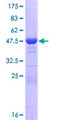 PGPEP1 Protein - 12.5% SDS-PAGE of human PGPEP1 stained with Coomassie Blue
