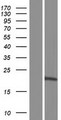 PGPEP1L Protein - Western validation with an anti-DDK antibody * L: Control HEK293 lysate R: Over-expression lysate