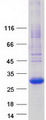 PGRMC1 / MPR Protein - Purified recombinant protein PGRMC1 was analyzed by SDS-PAGE gel and Coomassie Blue Staining