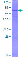 PGS1 Protein - 12.5% SDS-PAGE of human PGS1 stained with Coomassie Blue
