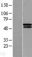 PH4 / P4HTM Protein - Western validation with an anti-DDK antibody * L: Control HEK293 lysate R: Over-expression lysate