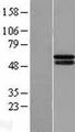 PH4 / P4HTM Protein - Western validation with an anti-DDK antibody * L: Control HEK293 lysate R: Over-expression lysate