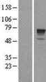 PHACTR1 Protein - Western validation with an anti-DDK antibody * L: Control HEK293 lysate R: Over-expression lysate