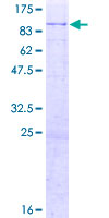 PHACTR1 Protein - 12.5% SDS-PAGE of human PHACTR1 stained with Coomassie Blue