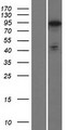 PHACTR2 Protein - Western validation with an anti-DDK antibody * L: Control HEK293 lysate R: Over-expression lysate
