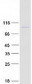 PHACTR2 Protein - Purified recombinant protein PHACTR2 was analyzed by SDS-PAGE gel and Coomassie Blue Staining