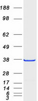 PHAP III / ANP32E Protein - Purified recombinant protein ANP32E was analyzed by SDS-PAGE gel and Coomassie Blue Staining