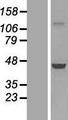 PHAX Protein - Western validation with an anti-DDK antibody * L: Control HEK293 lysate R: Over-expression lysate