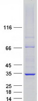 PHB / Prohibitin Protein - Purified recombinant protein PHB was analyzed by SDS-PAGE gel and Coomassie Blue Staining
