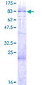 PHF1 Protein - 12.5% SDS-PAGE of human PHF1 stained with Coomassie Blue