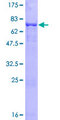 PHF10 Protein - 12.5% SDS-PAGE of human PHF10 stained with Coomassie Blue