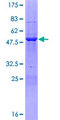 PHF19 Protein - 12.5% SDS-PAGE of human PHF19 stained with Coomassie Blue
