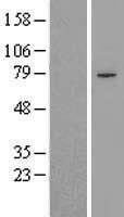 PHF21A / BHC80 Protein - Western validation with an anti-DDK antibody * L: Control HEK293 lysate R: Over-expression lysate