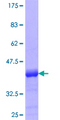 PHF7 Protein - 12.5% SDS-PAGE Stained with Coomassie Blue.