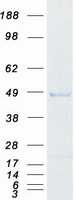 PHF7 Protein - Purified recombinant protein PHF7 was analyzed by SDS-PAGE gel and Coomassie Blue Staining