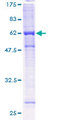 PHF9 / FANCL Protein - 12.5% SDS-PAGE of human FANCL stained with Coomassie Blue