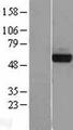 PHGDH Protein - Western validation with an anti-DDK antibody * L: Control HEK293 lysate R: Over-expression lysate