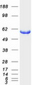 PHGDH Protein - Purified recombinant protein PHGDH was analyzed by SDS-PAGE gel and Coomassie Blue Staining