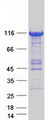 PHKA1 Protein - Purified recombinant protein PHKA1 was analyzed by SDS-PAGE gel and Coomassie Blue Staining